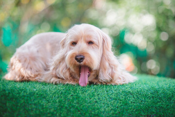 Happy Cockapoo dog sit on green grass. Puppy Cockapoo or adorable cocker is mixed breeding animal (brown fur Cocker Spaniel, Poodle) Funny hairy canine. Cute Cocker dog in garden blurry background.