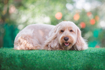 Puppy Cockapoo dog sleeping (mixed breed cute Cocker Spaniel, baby Poodle) Happy pet health care, animal concept. Portrait little hairy Cocker spaniel dog lying on green grass blurry background
