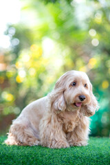 Happy Cockapoo dog sit on green grass. Puppy Cockapoo or adorable cocker is mixed breeding animal (brown fur Cocker Spaniel, Poodle) Funny hairy canine. Cute Cocker dog in garden blurry background.