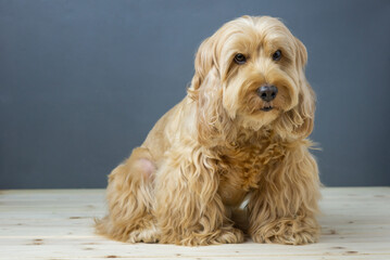 Happy Cockapoo dog sit on wooden table. Puppy Cockapoo or adorable cocker is mixed breeding animal (brown fur Cocker Spaniel, Poodle) Funny hairy canine. Cute dog sitting on wood floor background