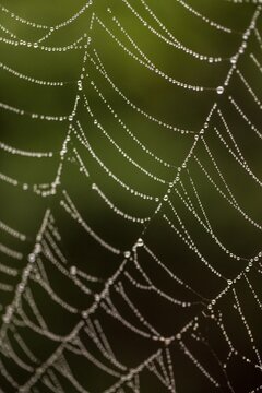 Orb weaver dew covered web