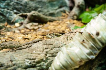 Venomous pit viper rattlesnake close up hidden on ground with snake skin in foreground