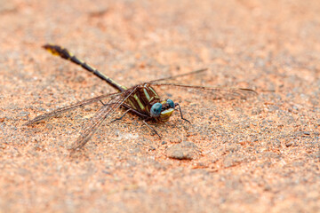 Colorful dragonfly with wings spread stationary on stone ground
