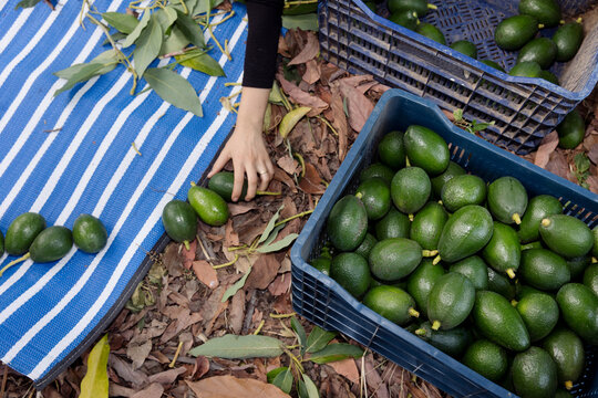 avocado picking