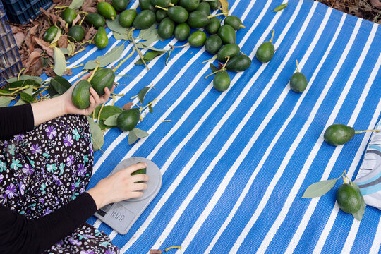 avocado picking