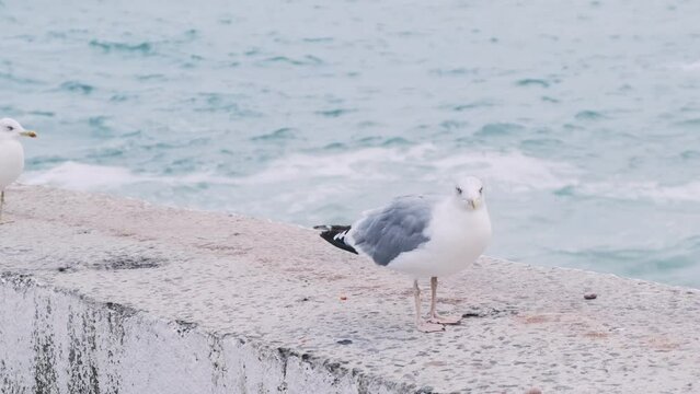Seagulls on the sea pier. Seagulls rest on the breakwater
