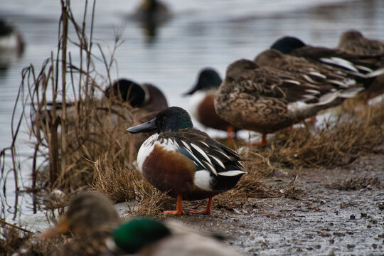 A male Northern Shoveler sitting on the ground.  Delta BC Canada
