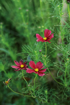 close up of cosmos flowers