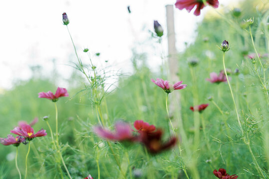 close up of cosmos flowers