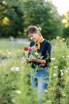 flower farmer standing in field and cutting cosmos blooms for bouquets