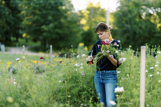 flower farmer standing in field and cutting cosmos blooms for bouquets