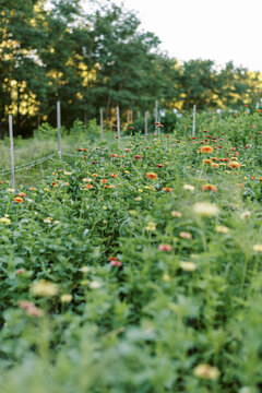 close up of marigold flowers on a farm