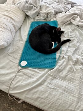 Kitten sleeps on heating pad
