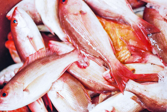 Fresh Caught Fish From The Market