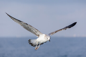 a juvenile gull flies on the back of a boat