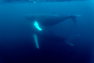 two humpback whales swim side by side