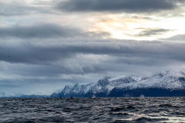 group of orcas swimming in winter in a Norwegian fjord