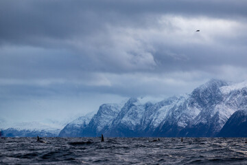 group of orcas swimming in winter in a Norwegian fjord