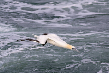 Fototapeta na wymiar A northern Gannet is about to dive into the sea