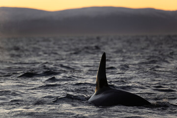 View of a killer whale dorsal fin in a Norwegian fjord at sunset