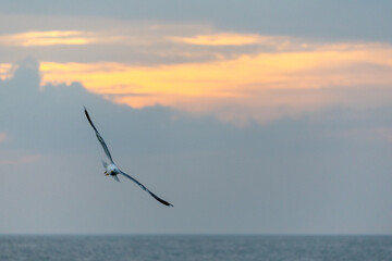 Obraz premium At sunset a black-legged kittiwake flies in the twilight