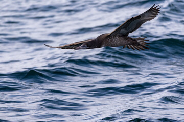 a young Northern Gannet flies over the water