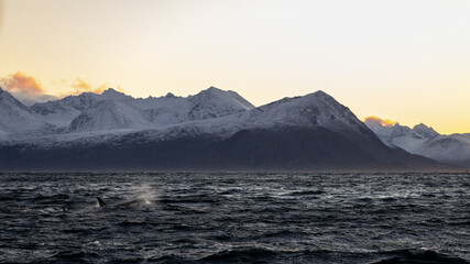 Fototapeta na wymiar An orca swim at sunset in a Norwegian fjord
