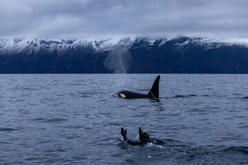 a swimmer swims next to an orca at the surface