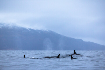 group of orcas swimming in winter in a Norwegian fjord © Cavan