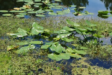 Water lily leaves in the pond in Florida nature, river water background