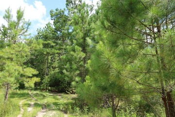 Beautiful landscape of North Florida wild forest