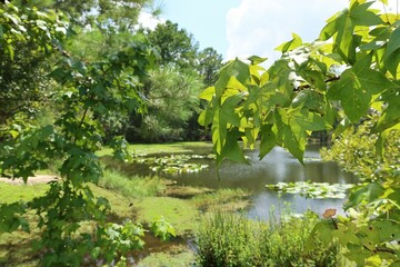 Beautiful landscape on rivers and marshes of North Florida nature