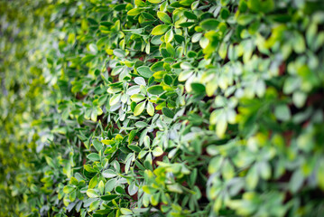 Beautiful green lawn, perfect for use as wallpaper or designs and advertisements. Green grass field on daylight background. Artificial green turf wall for text design. Plastic fake plant texture
