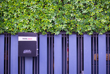 purple iron mailbox hanging on metal pastel purple fence with green leaves wall background. violet postbox on modern house door. letterbox mounted at entry gates of office.