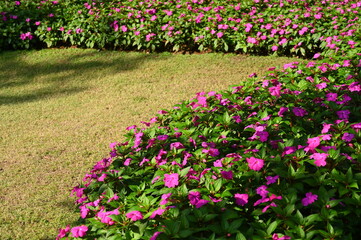 beautiful flower and green grass in the garden