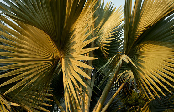 closeup palm tree at sunset