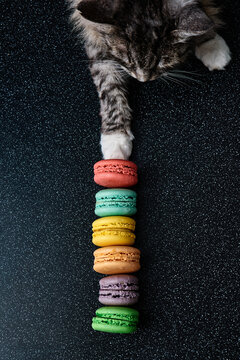 Cute grey cat touch macaroons on the dark background