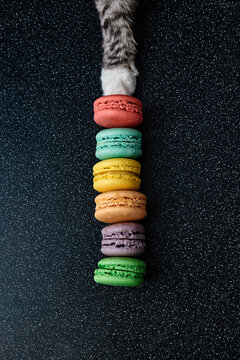 Cute grey cat touch macaroons on the dark background