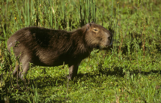 Capybara Hydrochoerus rodent South America Estero del Ibera Argentina