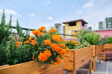 Vegetables and aromatic plants growing in a urban community garden located on the rooftop of a...