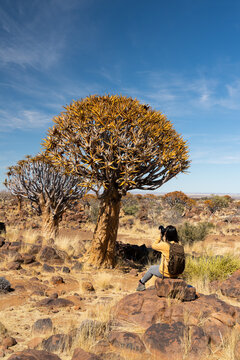 Woman taking pictures of Quiver tree, Namibia, Africa