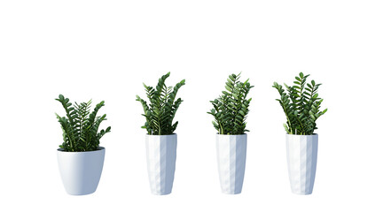 plant in a pot on white background