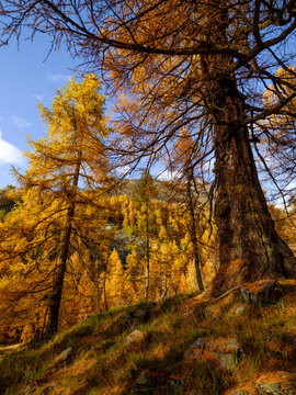 Alpine larch forest in fall