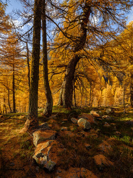 Alpine larch forest in fall