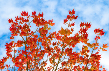 Natural background of Acer wilsonii  Rehder on blue sky background. Maple leaves, leaves have 3 lobes that are red in color and found in Doi Phu Kha National Park, Thailand. Rare plant.