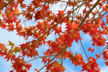Natural background of Acer wilsonii  Rehder on blue sky background. Maple leaves, leaves have 3 lobes that are red in color and found in Doi Phu Kha National Park, Thailand. Rare plant.