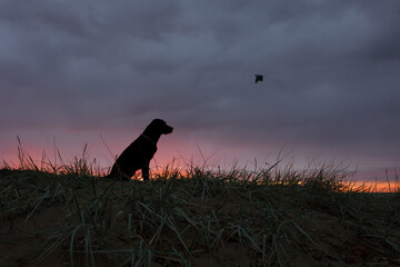 Silhouette of a sitting dog and a flying bird against the sunset sky