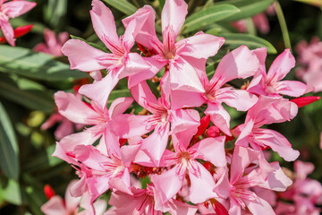 Beautiful pink flowers blooming outdoors, closeup