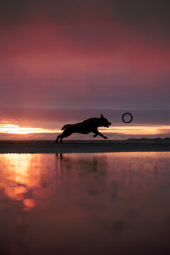 Dog runs for the dog toy "Puller