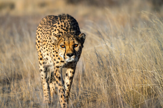 Beautiful Cheetah Looking For A Prey In The African Savanna